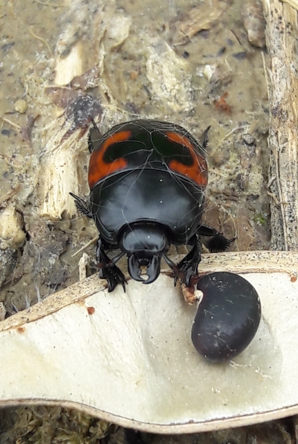 Hister quadrimaculatus - közönséges sutabogár