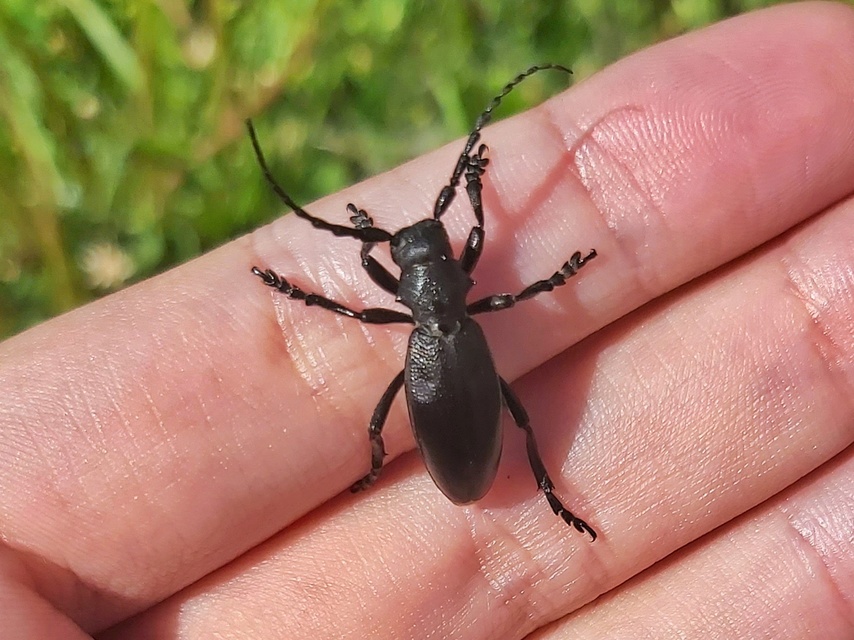 Dorcadion aethiops - fekete gyalogcincér