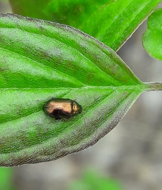 Crepidodera