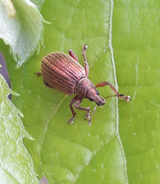 Polydrusus mollis - termetes lombormányos