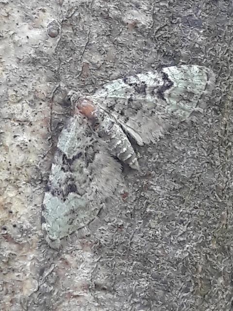 Chloroclystis v-ata - zöldes törpearaszoló