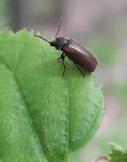 Hyperisus plumbeus - fémes álszú