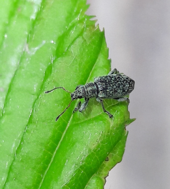 Polydrusus cervinus - aranyporos lombormányos