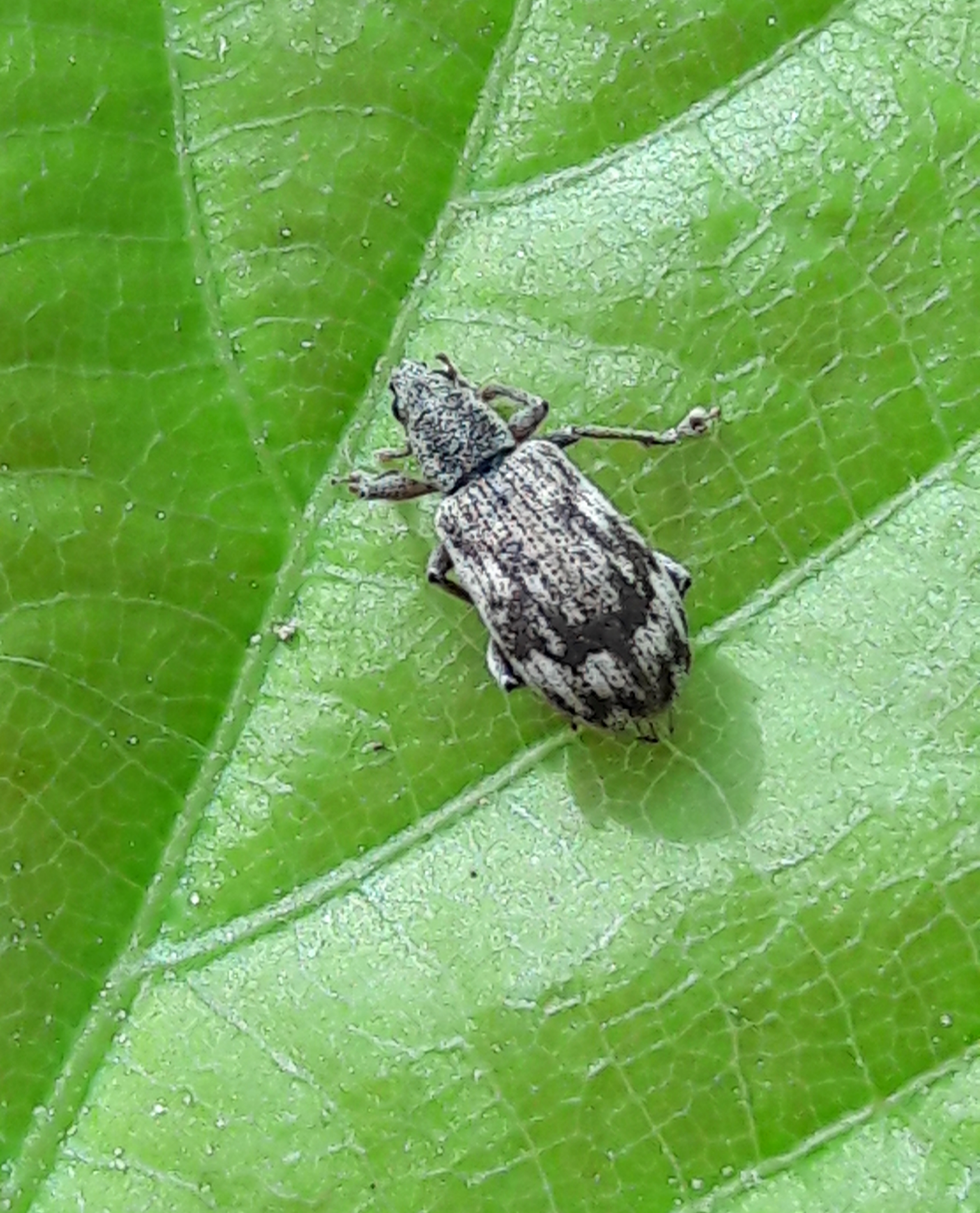 Polydrusus tereticollis - szalagos lombormányos