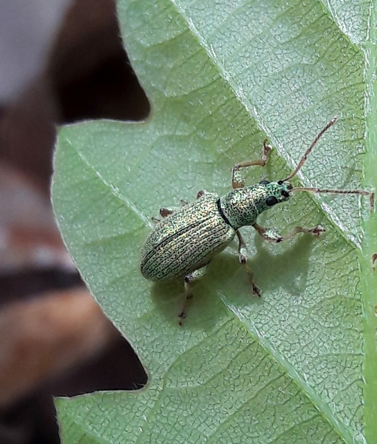 Phyllobius argentatus - ezüstös levélormányos