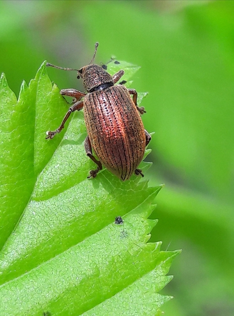 Polydrusus mollis - termetes lombormányos
