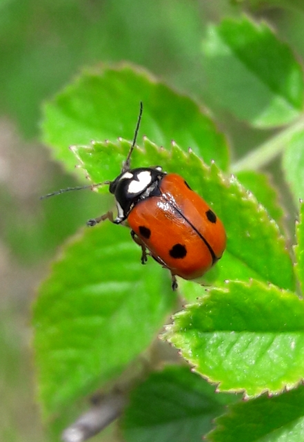 Cryptocephalus cordiger - szíves zömökbogár