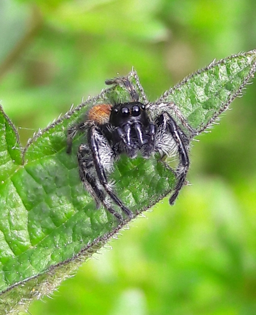 Carrhotus xanthogramma - rozsdás ugrópók