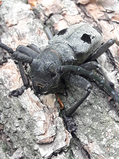 Morimus asper funereus - gyászcincér