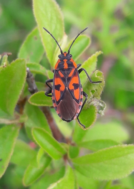 Spilostethus saxatilis - virágbodobács