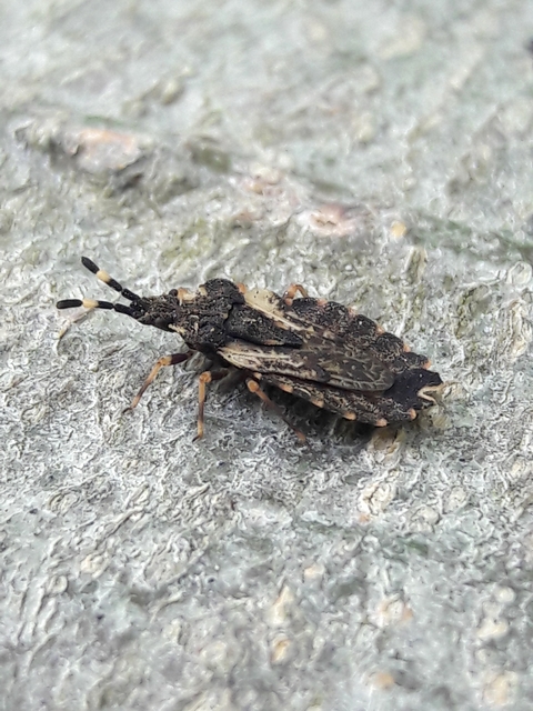 Aradus versicolor - tarka kéregpoloska