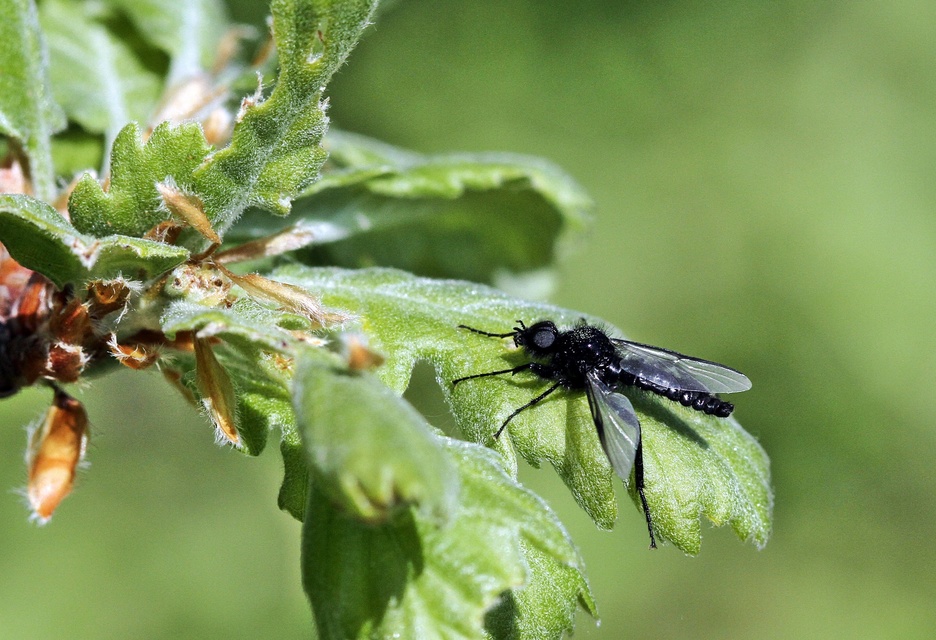 Hymenoptera - Hártyásszárnyúak