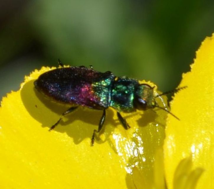 Anthaxia salicis - bíboros virágdíszbogár
