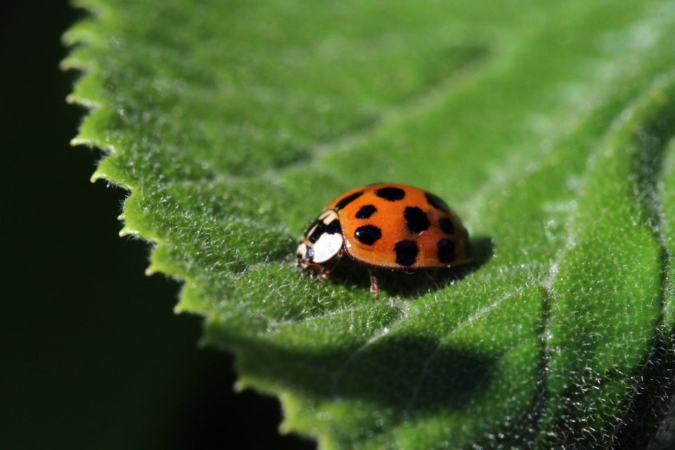 Harmonia axyridis - harlekinkatica