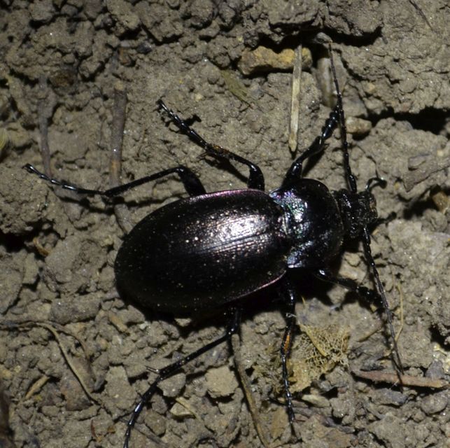 Carabus nemoralis - ligeti futrinka