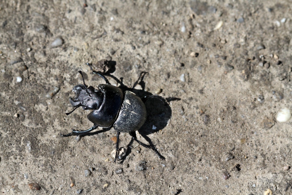 Lethrus apterus - nagyfejű csajkó