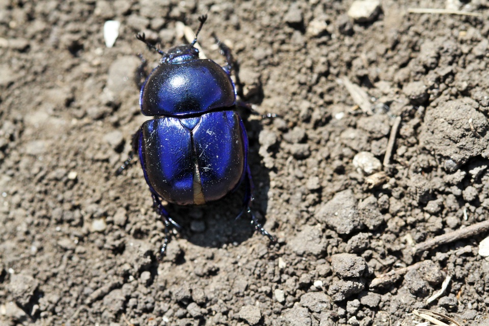 Trypocopris vernalis - tavaszi álganéjtúró