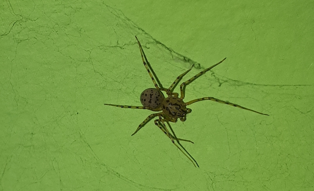 Scytodes thoracica - közönséges csupaszpók