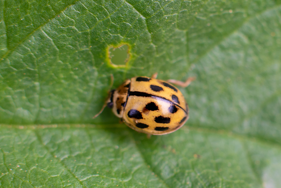 Propylea quatuordecimpunctata - tizennégypettyes füsskata