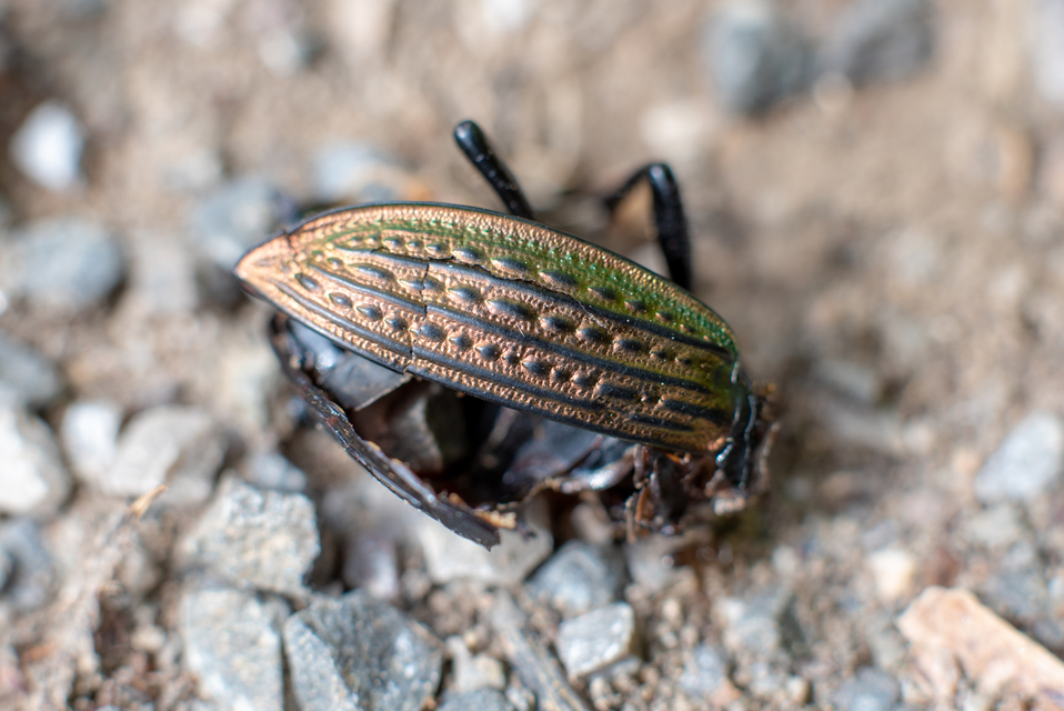 Carabus ulrichii - rezes futrinka Carabus ulrichii - rezes futrinka