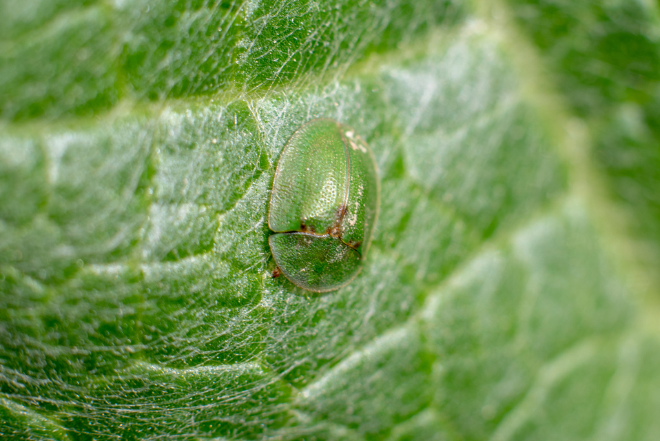 Cassida rubiginosa - lapos pajzsbogár Cassida rubiginosa - lapos pajzsbogár