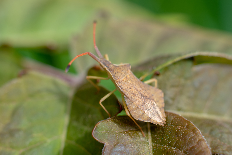 Syromastus rhombeus - vitorlás karimáspoloska