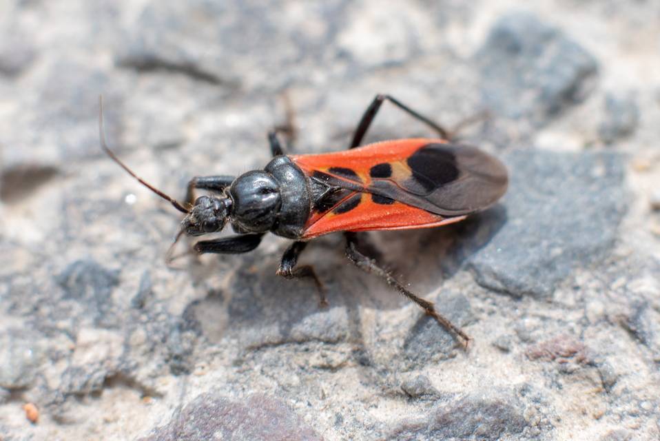 Peirates hybridus - foltos rablópoloska