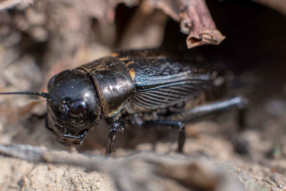 Gryllus campestris - mezei tücsök