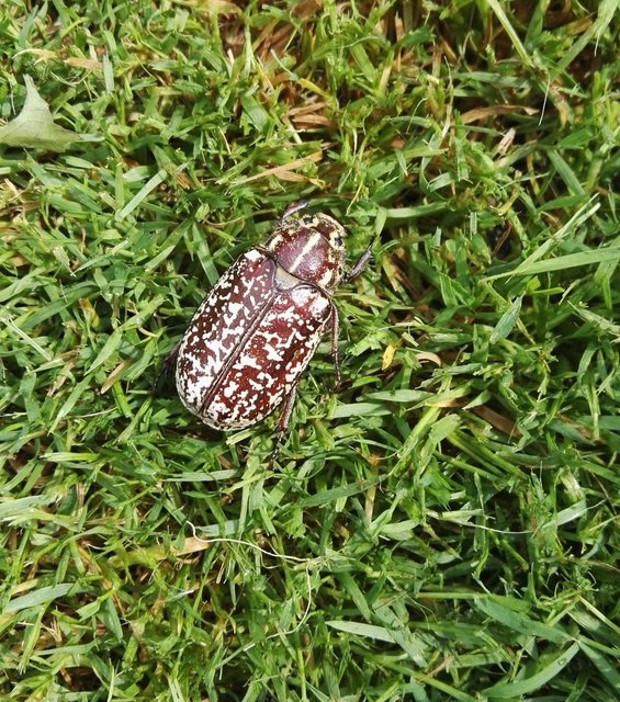 Polyphylla fullo - csapó cserebogár