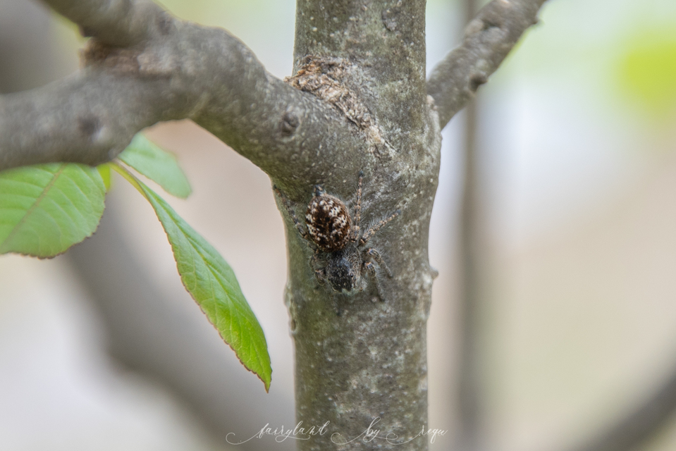 Philaeus chrysops - piros ugrópók