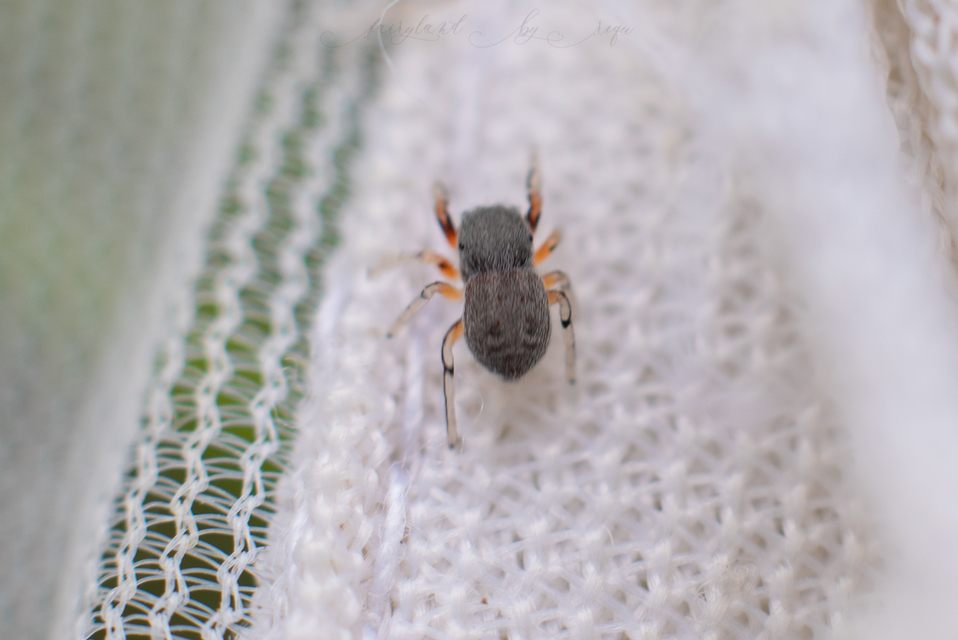 Ballus rufipes