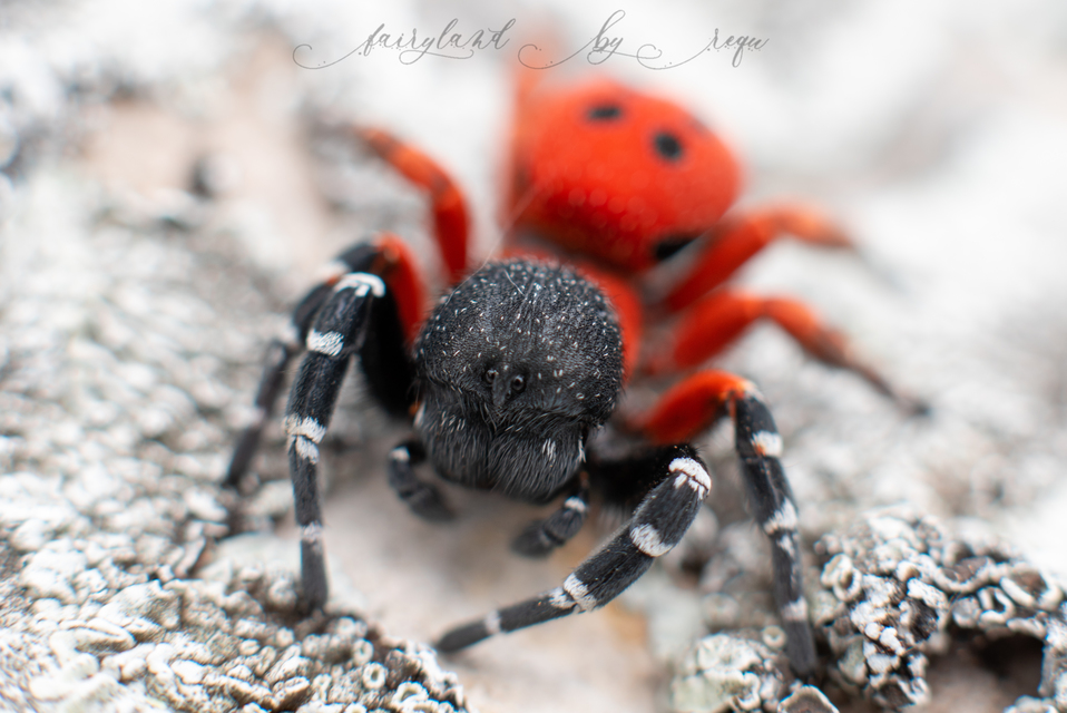 Eresus moravicus - sárgafejű bikapók Eresus moravicus - sárgafejű bikapók