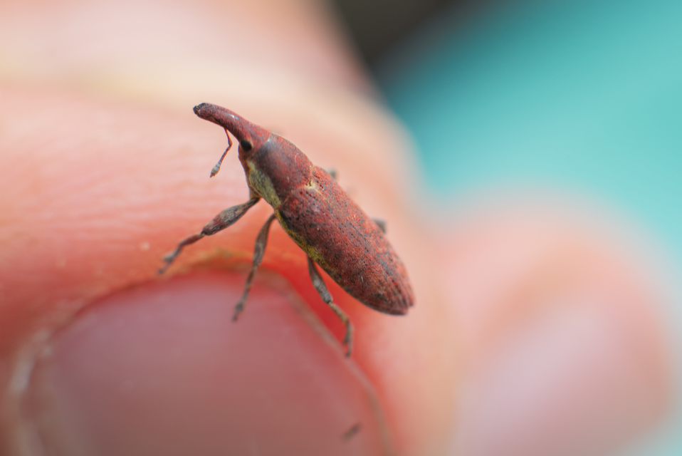 Lixus angustus - rövid dudvabarkó