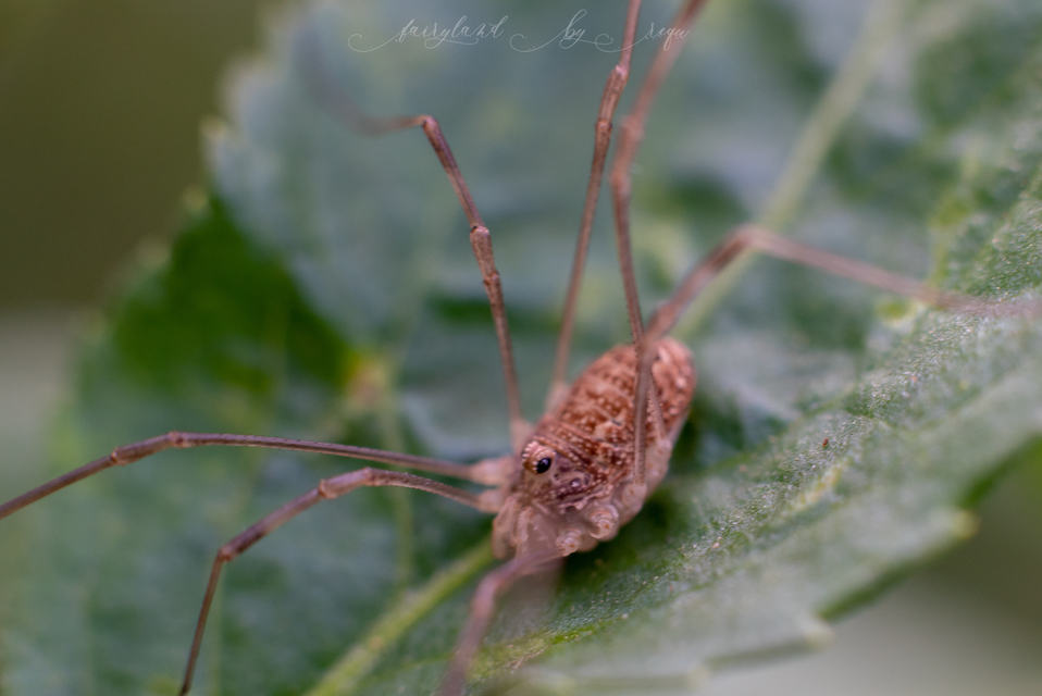Opiliones - Kaszáspókok