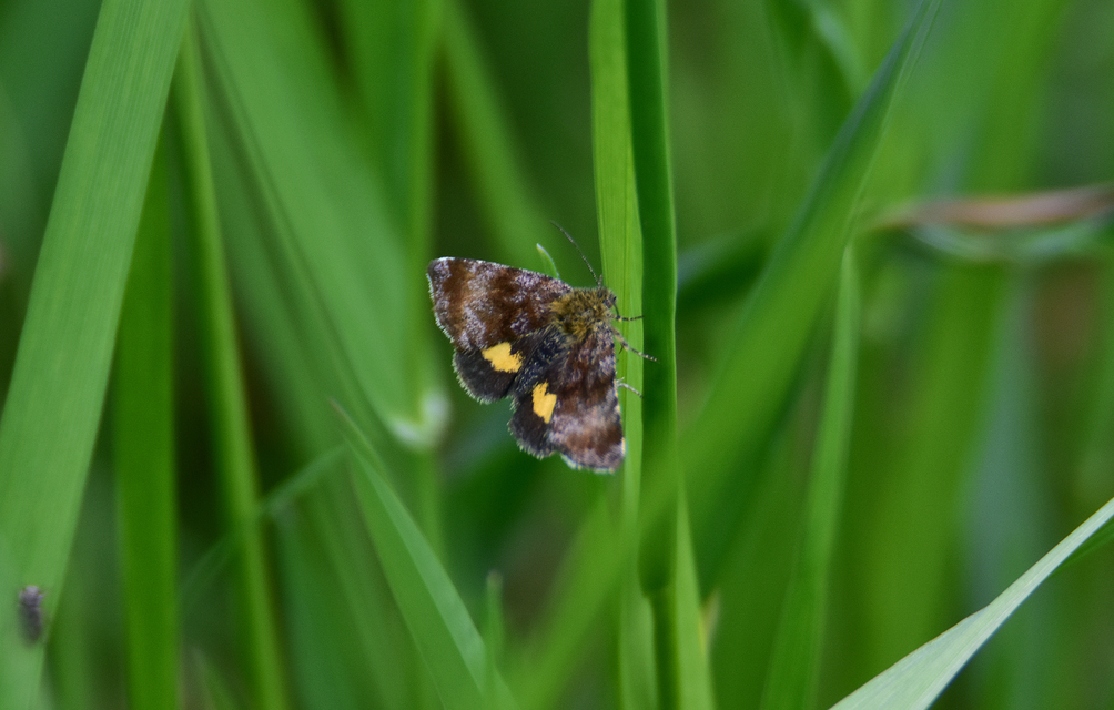 Panemeria tenebrata - apró sárgabagoly
