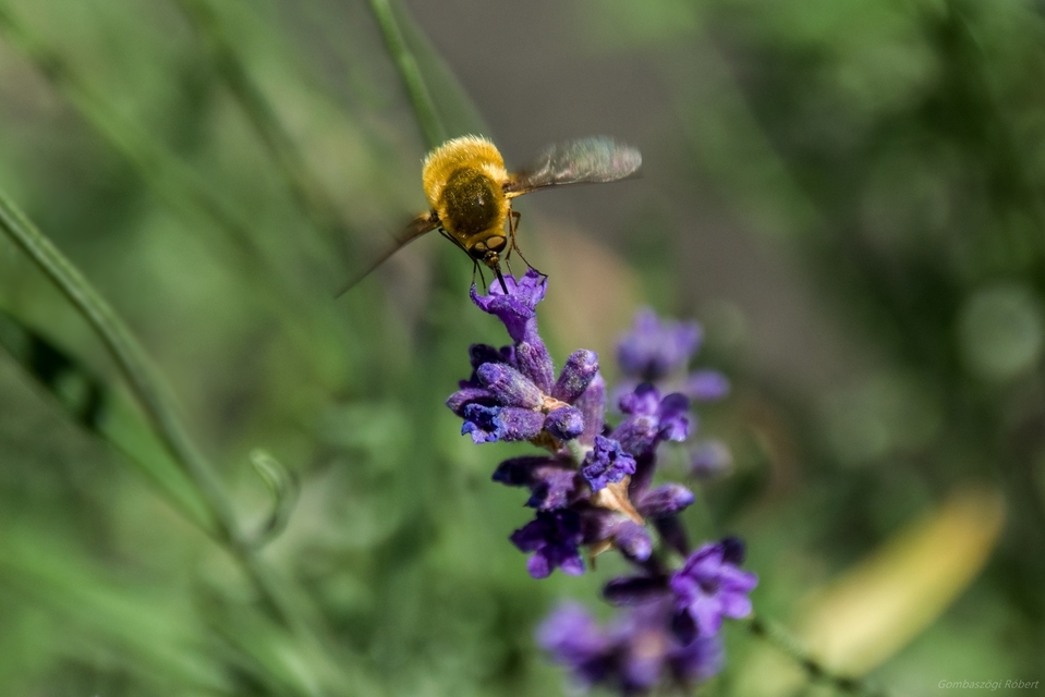 Bombylius