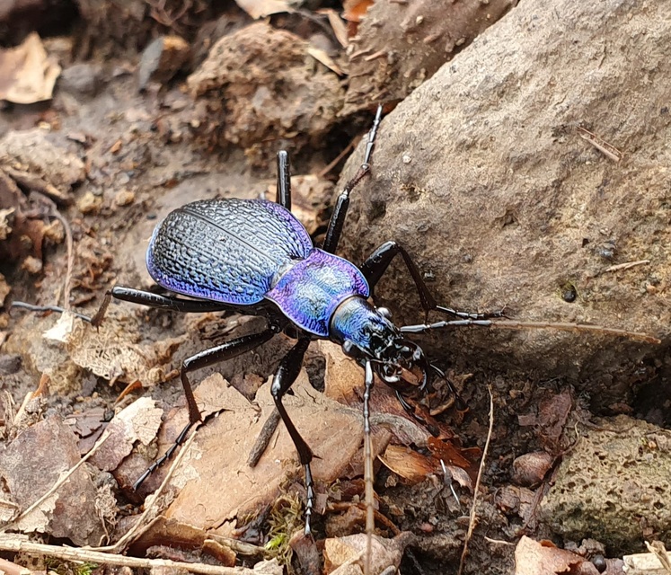 Carabus intricatus - kék laposfutrinka