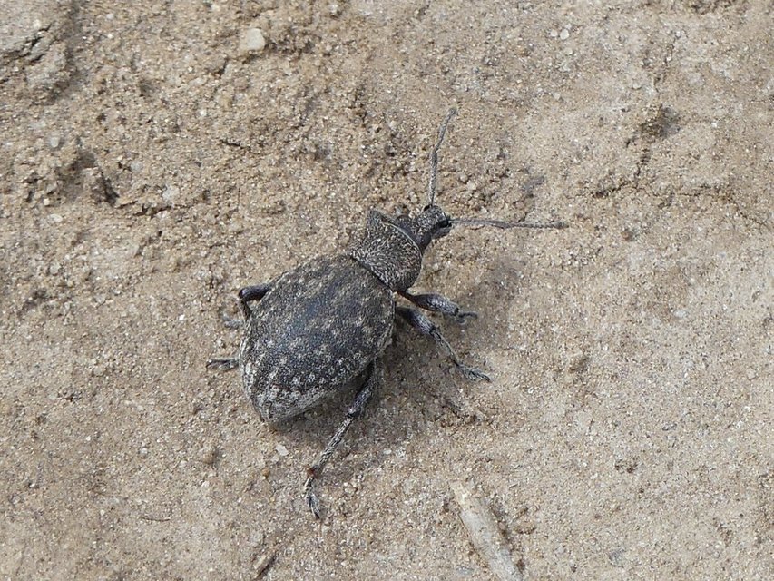 Otiorhynchus ligustici - vincellér-gyalogormányos