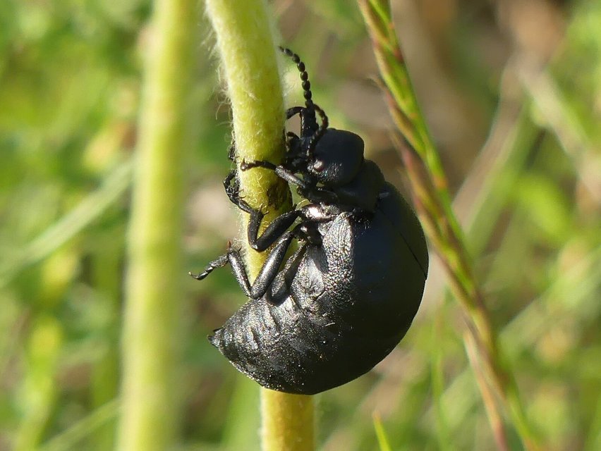 Meloe scabriusculus - érdes nünüke