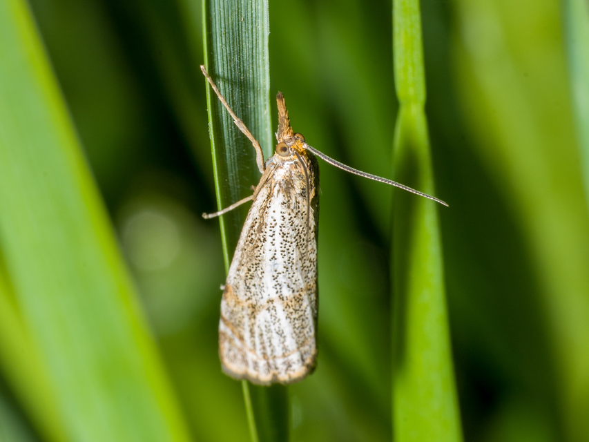 Thisanotia chrysonuchella - tavaszi fűgyökérmoly