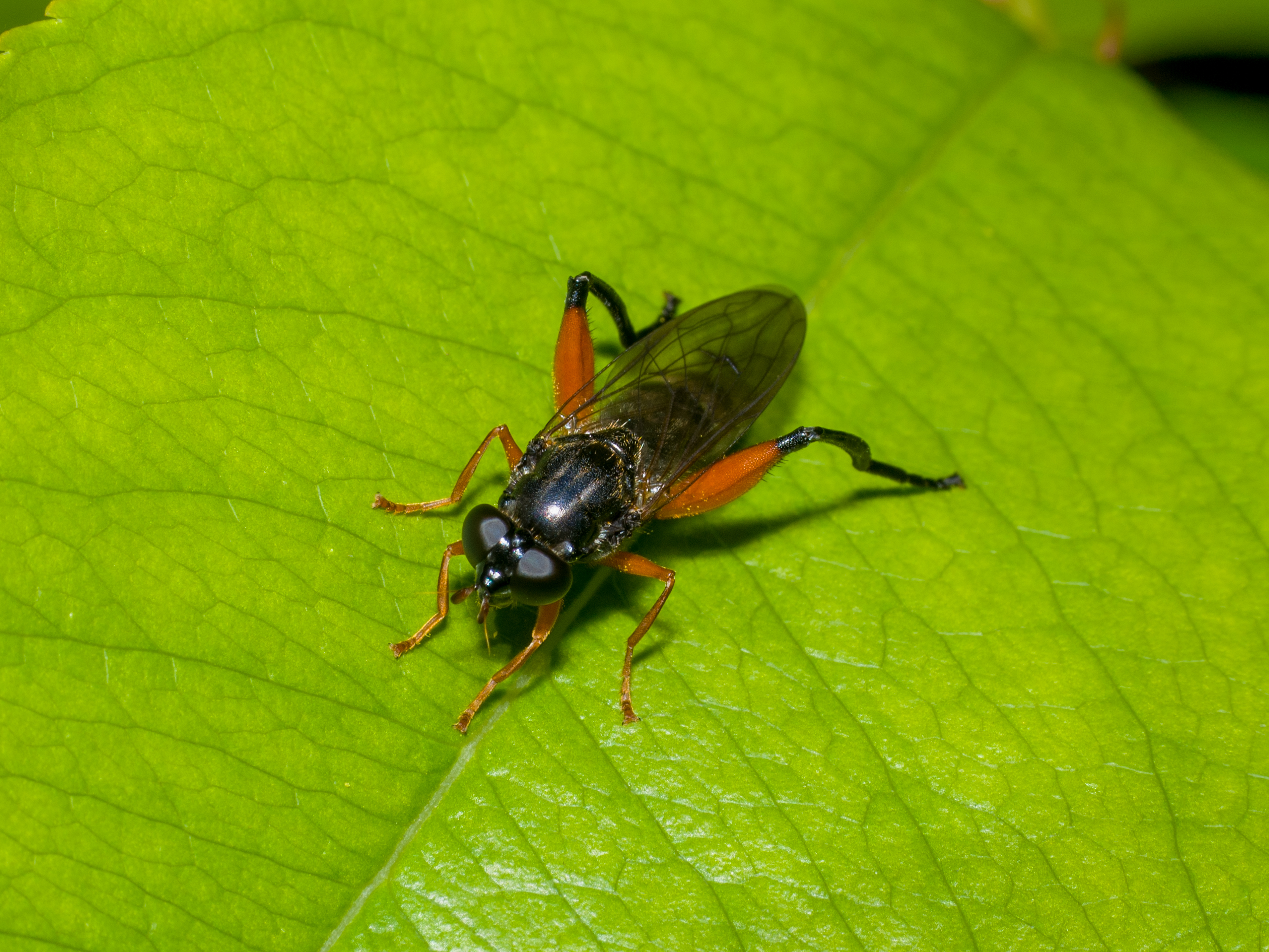 Chalcosyrphus valgus - fekete holtfalégy