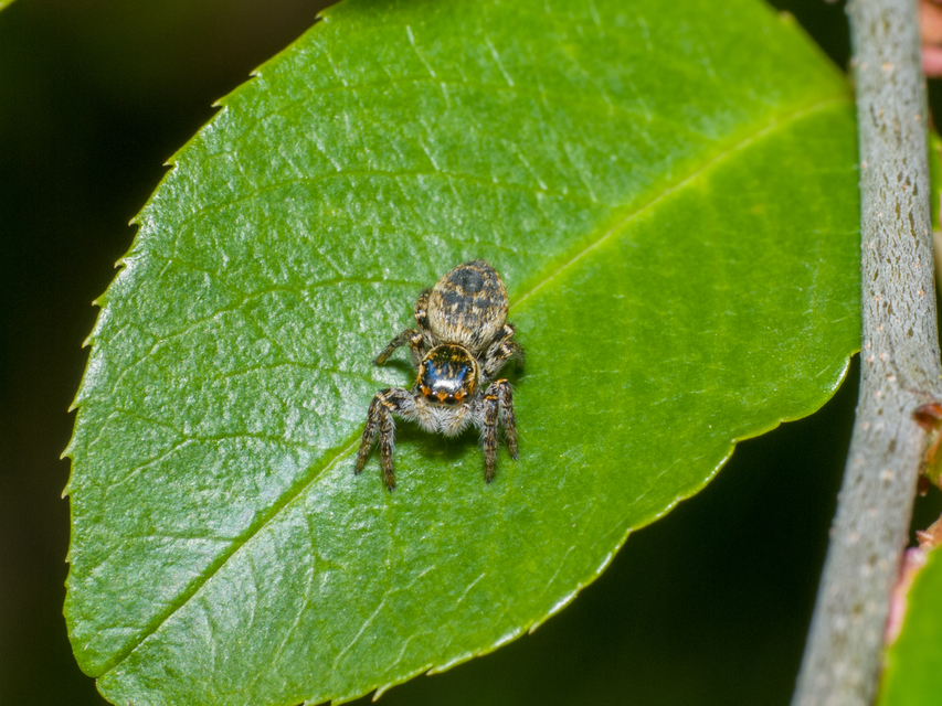Carrhotus xanthogramma - rozsdás ugrópók
