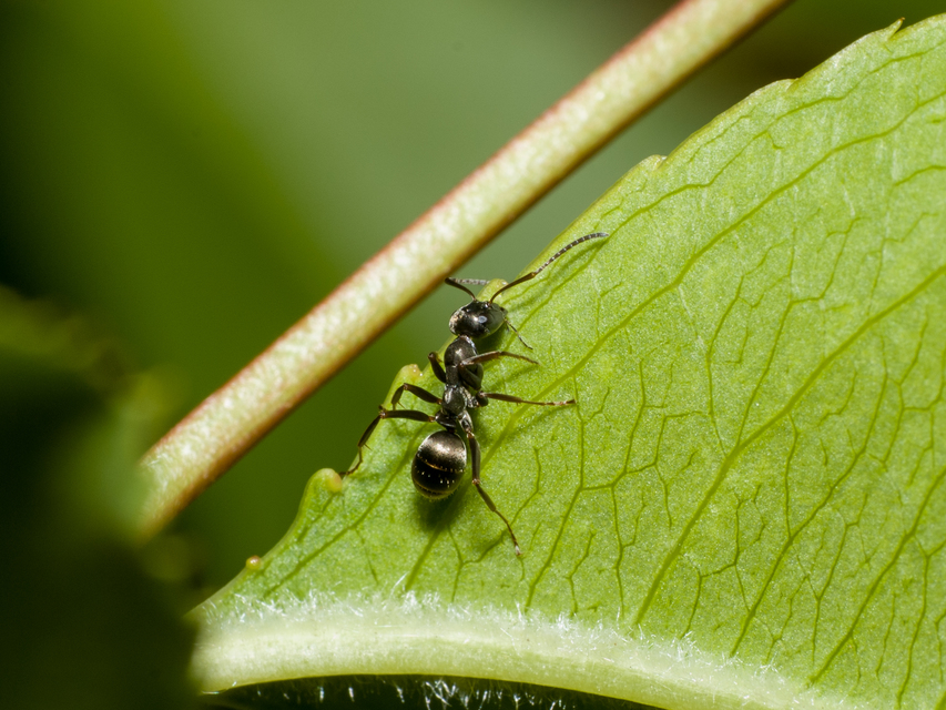 Formica fusca - kormos rabszolgahangya