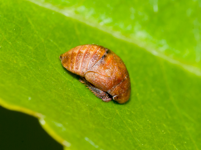 Penthimia nigra - fekete kabóca