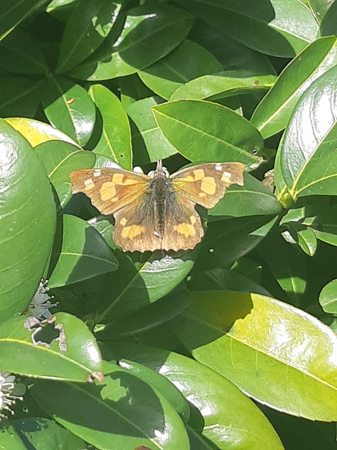 Libythea celtis - csőröslepke