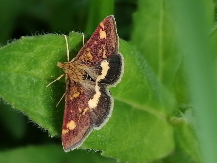 Pyrausta aurata - aranyló bíbormoly