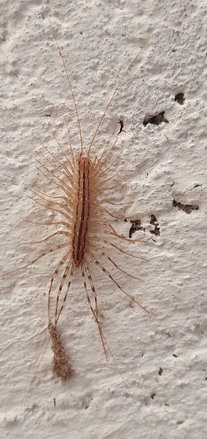 Scutigera coleoptrata - légyölő pókszázlábú