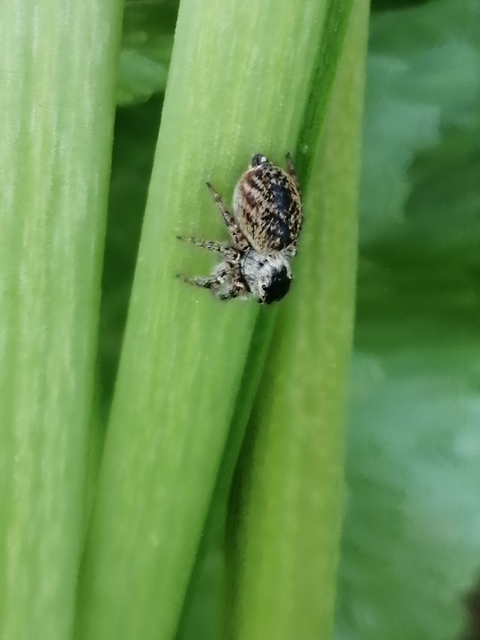 Carrhotus xanthogramma - rozsdás ugrópók