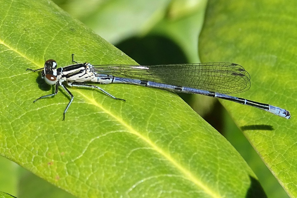 Coenagrion puella - azúrkék légivadász