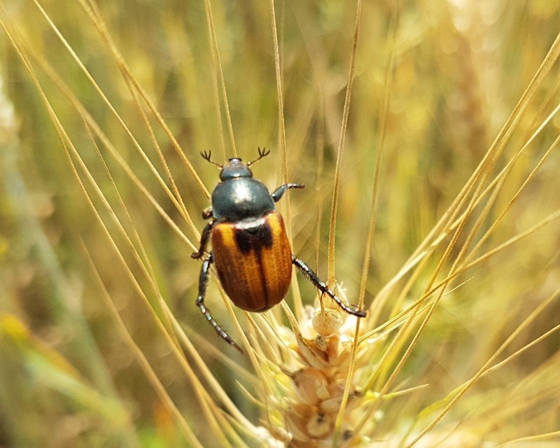 Anisoplia austriaca - osztrák szipoly